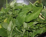 DSC01325.jpg